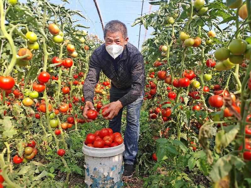 察布查尔:大棚西红柿 增收“致富果”