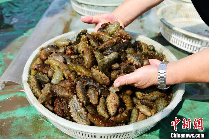 9月26日，乐亭县一家海参养殖基地的员工在整理收获的海参。　刘江涛 摄