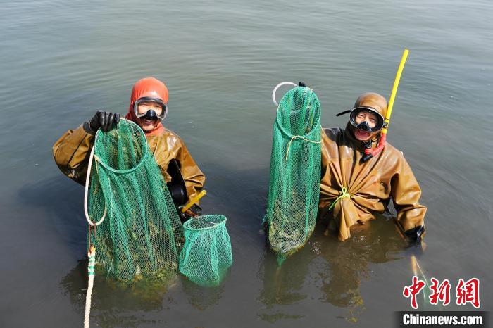 9月26日，乐亭县一家海参养殖基地的潜水员展示采捕的海参。　刘江涛 摄