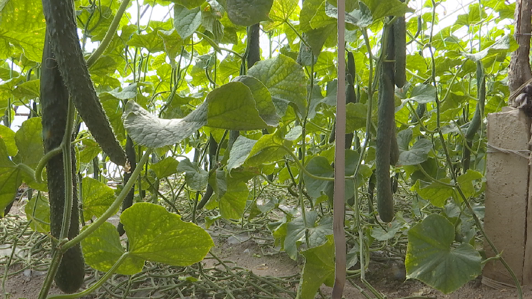 尼勒克县：大棚黄瓜种出好“钱”景