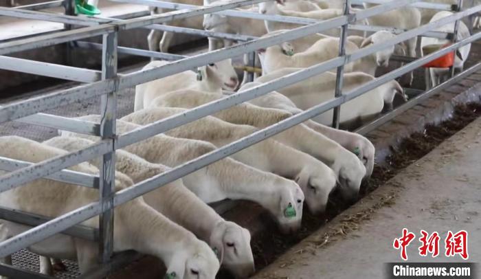 三交镇湖羊养殖项目是省级乡村振兴扶持的重点养殖项目之一。　柳林县融媒体中心供图