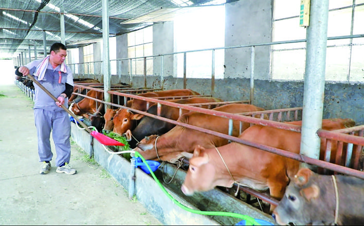 罗里乡罗里村：大力发展黄牛养殖产业 助力乡村振兴