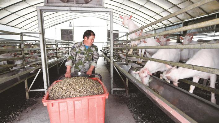 海安羊场规模化生态养殖