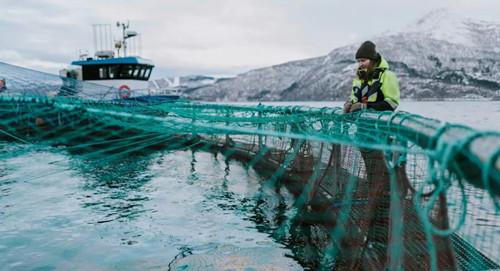 挪威真鳕养殖公司收获第一批成品鱼