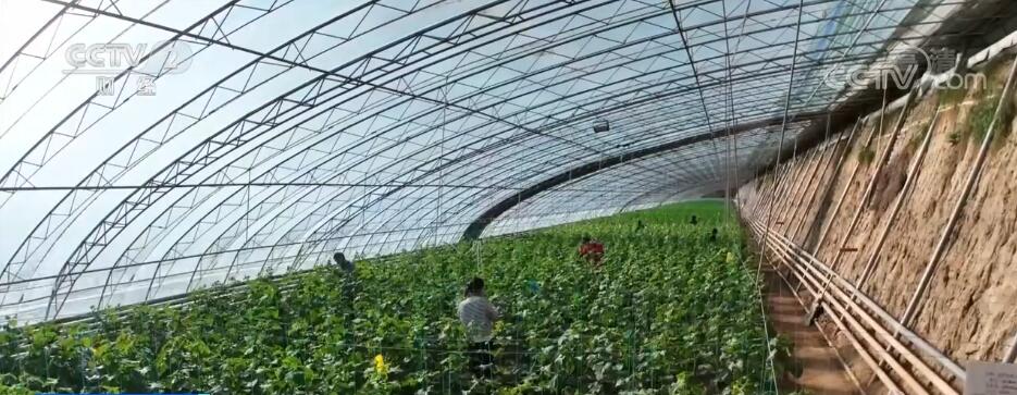 冬季温室大棚蔬菜采摘忙 助农增收效益好