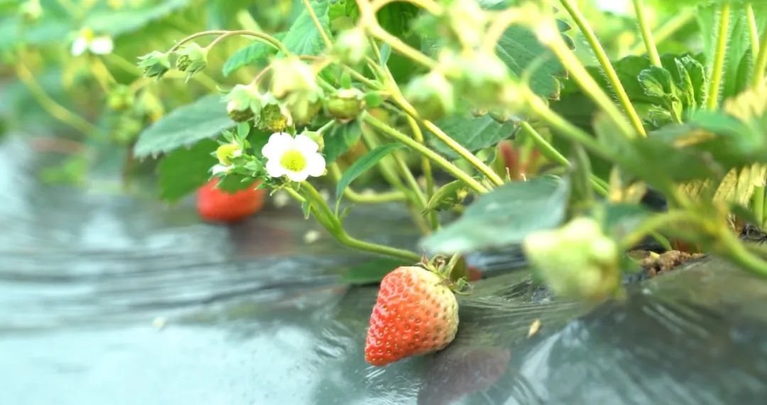 泾阳：大棚种出“莓”好“钱”景
