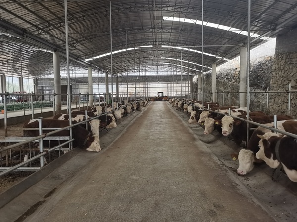思南板桥镇：建好养殖园区助力肉牛产业高质量发展