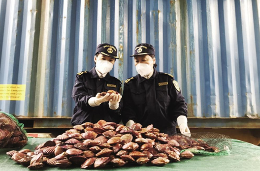 烟台海关今年监管验放养殖食用扇贝192吨，同比增长19.3%