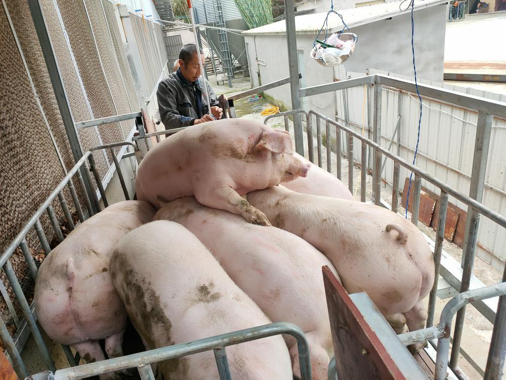 “年猪”消费只见量升未见价涨 养殖利润何时能“贴膘”？