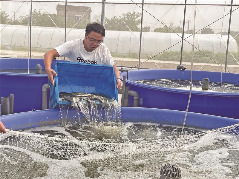 无锡首个生态化水产养殖基地落户新吴区 蔬菜大棚里“种”出“脆肉鱼”