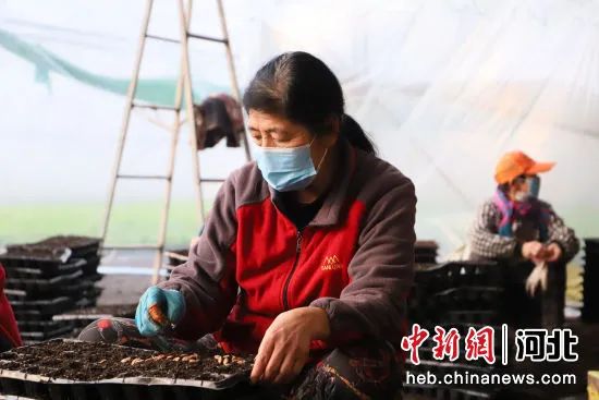 图为河北省沧州市青县曹寺镇菜农正在播种瓜籽。邢磊 摄