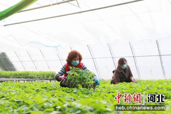 图为河北省沧州市青县曹寺镇菜农正在整理瓜苗。邢磊 摄