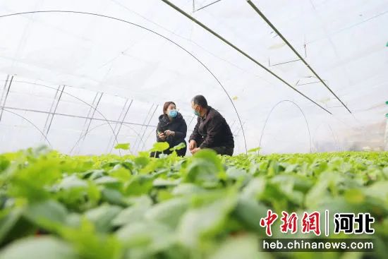 图为河北省沧州市青县曹寺镇农技人员对菜农进行科学种植指导。  邢磊 摄