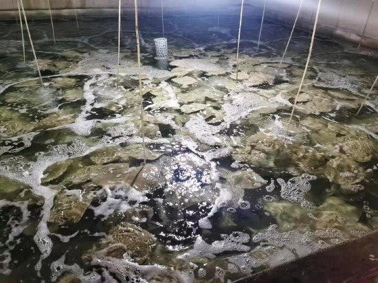 中华联合财险为多宝鱼养殖户提供保障